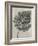 Blossfeldt Botanical III-Karl Blossfeldt-Framed Photographic Print