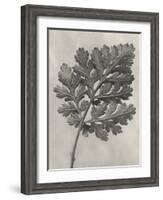 Blossfeldt Botanical III-Karl Blossfeldt-Framed Photographic Print
