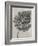 Blossfeldt Botanical III-Karl Blossfeldt-Framed Photographic Print