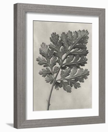 Blossfeldt Botanical III-Karl Blossfeldt-Framed Photographic Print