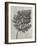 Blossfeldt Botanical III-Karl Blossfeldt-Framed Photographic Print