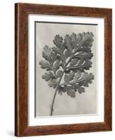 Blossfeldt Botanical III-Karl Blossfeldt-Framed Photographic Print