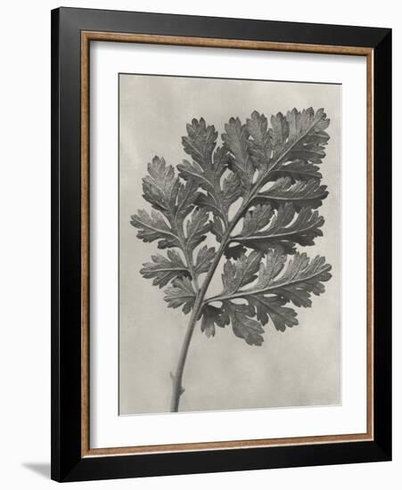 Blossfeldt Botanical III-Karl Blossfeldt-Framed Photographic Print