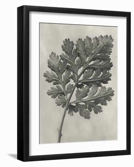 Blossfeldt Botanical III-Karl Blossfeldt-Framed Photographic Print