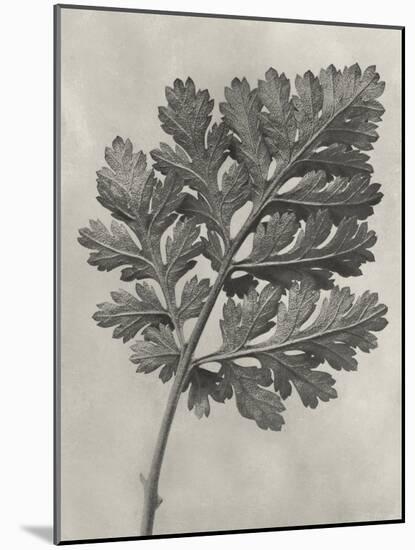 Blossfeldt Botanical III-Karl Blossfeldt-Mounted Photographic Print