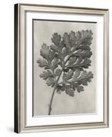Blossfeldt Botanical III-Karl Blossfeldt-Framed Photographic Print