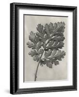 Blossfeldt Botanical III-Karl Blossfeldt-Framed Photographic Print