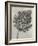 Blossfeldt Botanical III-Karl Blossfeldt-Framed Photographic Print