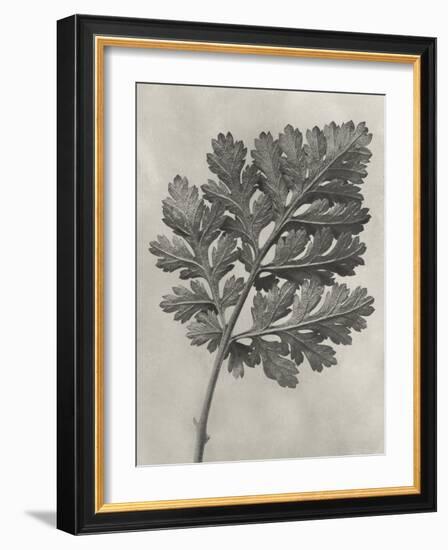 Blossfeldt Botanical III-Karl Blossfeldt-Framed Photographic Print