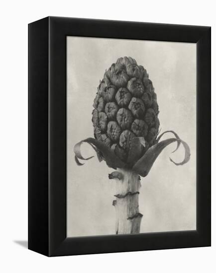 Blossfeldt Botanical IV-Karl Blossfeldt-Framed Premier Image Canvas