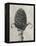 Blossfeldt Botanical IV-Karl Blossfeldt-Framed Premier Image Canvas