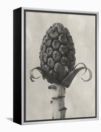 Blossfeldt Botanical IV-Karl Blossfeldt-Framed Premier Image Canvas