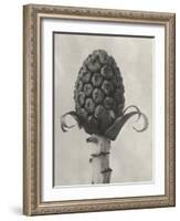 Blossfeldt Botanical IV-Karl Blossfeldt-Framed Photographic Print