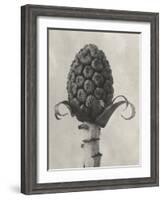 Blossfeldt Botanical IV-Karl Blossfeldt-Framed Photographic Print