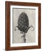 Blossfeldt Botanical IV-Karl Blossfeldt-Framed Photographic Print