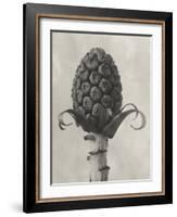 Blossfeldt Botanical IV-Karl Blossfeldt-Framed Photographic Print