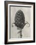 Blossfeldt Botanical IV-Karl Blossfeldt-Framed Photographic Print