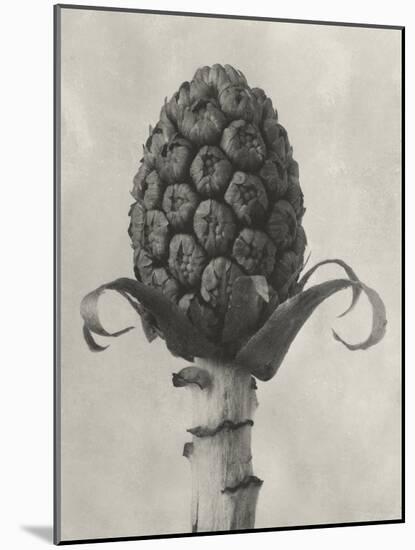 Blossfeldt Botanical IV-Karl Blossfeldt-Mounted Photographic Print