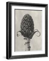 Blossfeldt Botanical IV-Karl Blossfeldt-Framed Photographic Print
