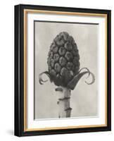 Blossfeldt Botanical IV-Karl Blossfeldt-Framed Photographic Print