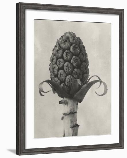 Blossfeldt Botanical IV-Karl Blossfeldt-Framed Photographic Print