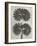 Blossfeldt Botanical V-Karl Blossfeldt-Framed Photographic Print