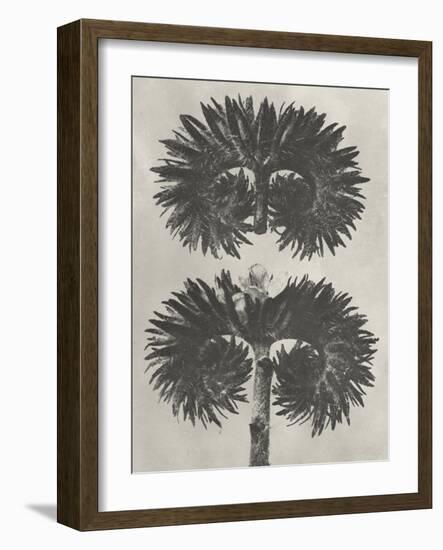 Blossfeldt Botanical V-Karl Blossfeldt-Framed Photographic Print