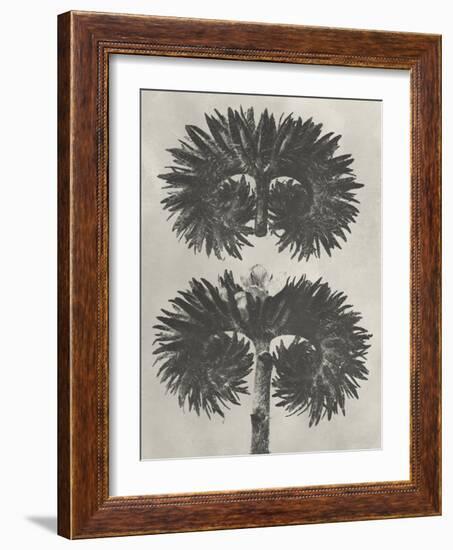 Blossfeldt Botanical V-Karl Blossfeldt-Framed Photographic Print