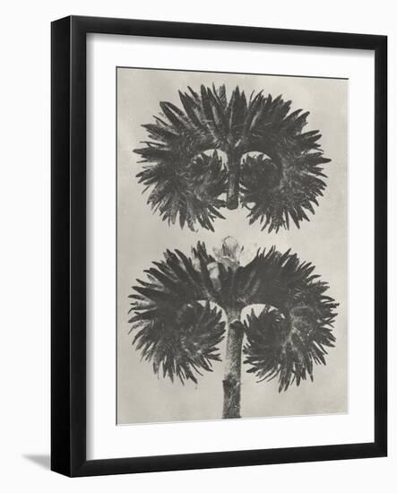 Blossfeldt Botanical V-Karl Blossfeldt-Framed Photographic Print