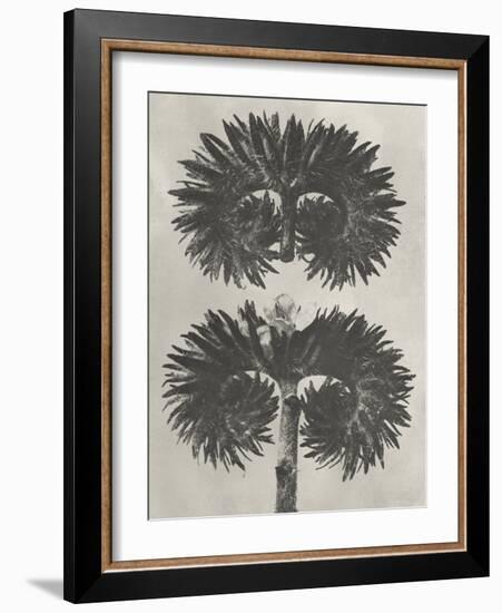 Blossfeldt Botanical V-Karl Blossfeldt-Framed Photographic Print