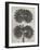 Blossfeldt Botanical V-Karl Blossfeldt-Framed Photographic Print