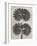 Blossfeldt Botanical V-Karl Blossfeldt-Framed Photographic Print