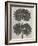 Blossfeldt Botanical V-Karl Blossfeldt-Framed Photographic Print