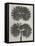 Blossfeldt Botanical V-Karl Blossfeldt-Framed Premier Image Canvas