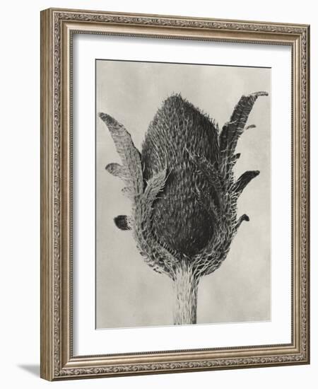 Blossfeldt Botanical VI-Karl Blossfeldt-Framed Photographic Print