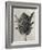 Blossfeldt Botanical VI-Karl Blossfeldt-Framed Photographic Print