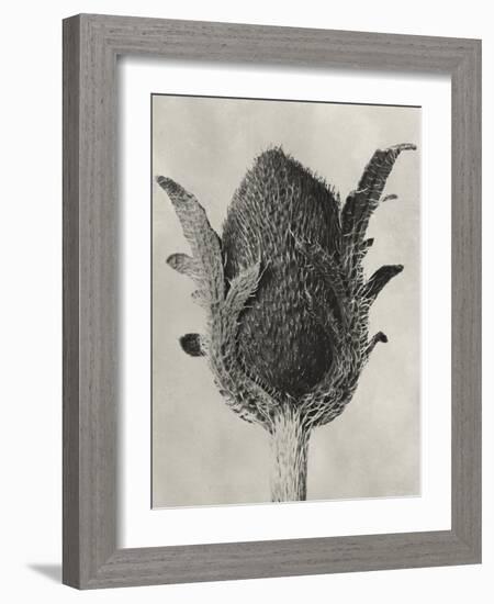 Blossfeldt Botanical VI-Karl Blossfeldt-Framed Photographic Print