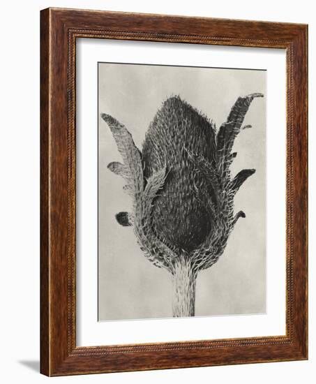 Blossfeldt Botanical VI-Karl Blossfeldt-Framed Photographic Print