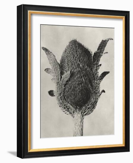 Blossfeldt Botanical VI-Karl Blossfeldt-Framed Photographic Print