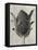 Blossfeldt Botanical VI-Karl Blossfeldt-Framed Premier Image Canvas