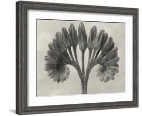 Blossfeldt Botanical VII-Karl Blossfeldt-Framed Photographic Print