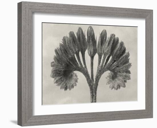 Blossfeldt Botanical VII-Karl Blossfeldt-Framed Photographic Print