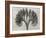 Blossfeldt Botanical VII-Karl Blossfeldt-Framed Photographic Print