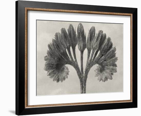 Blossfeldt Botanical VII-Karl Blossfeldt-Framed Photographic Print