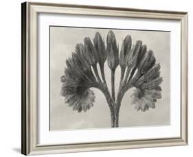 Blossfeldt Botanical VII-Karl Blossfeldt-Framed Photographic Print