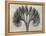 Blossfeldt Botanical VII-Karl Blossfeldt-Framed Premier Image Canvas