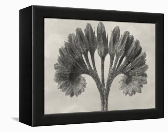 Blossfeldt Botanical VII-Karl Blossfeldt-Framed Premier Image Canvas