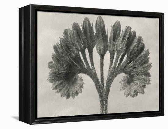 Blossfeldt Botanical VII-Karl Blossfeldt-Framed Premier Image Canvas