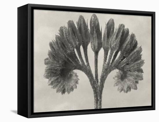 Blossfeldt Botanical VII-Karl Blossfeldt-Framed Premier Image Canvas