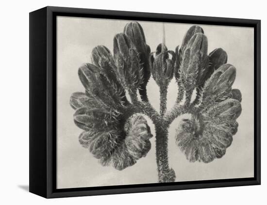 Blossfeldt Botanical VIII-Karl Blossfeldt-Framed Premier Image Canvas